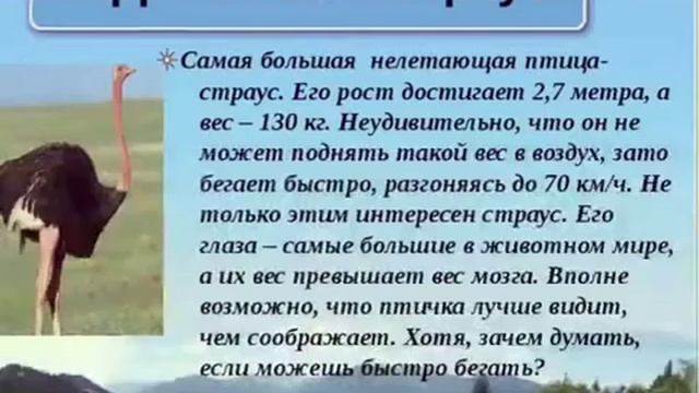 Презентация для детей про страусов . смотреть онлайн