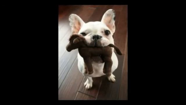 с днем рождения света поздравления смотреть онлайн