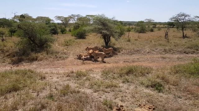 Serengeti: Pride of lions hunting and killing zebras (4 K/UHD) смотреть онлайн