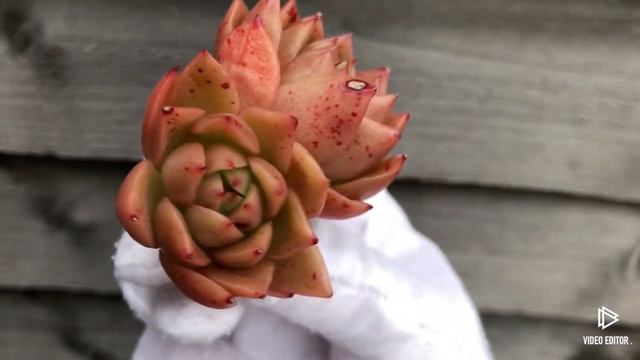 Echeveria Spicy