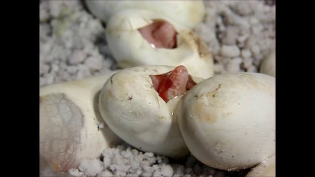 Маисовые полозы. Чудо рождения! смотреть онлайн