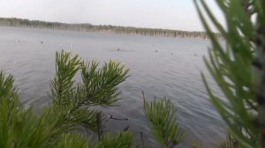 Мгновения на охоте.