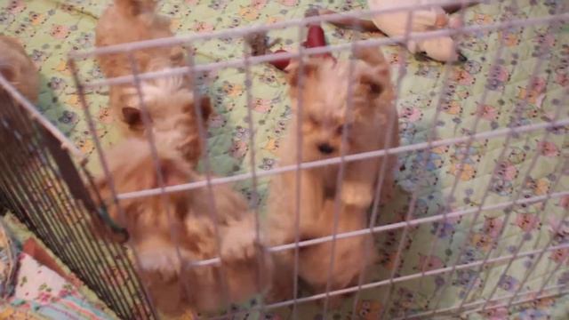 Щенки голддаста - золотого йорка.Golddust york puppy. смотреть онлайн