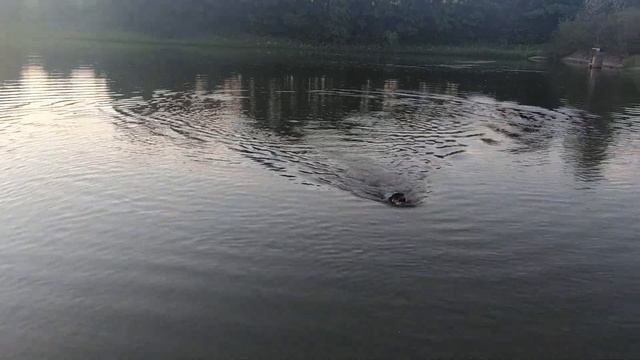 Натаска спаниеля “РОС” Подача "Утки" - Волок "Утки". Рей 8 месяцев. смотреть онлайн