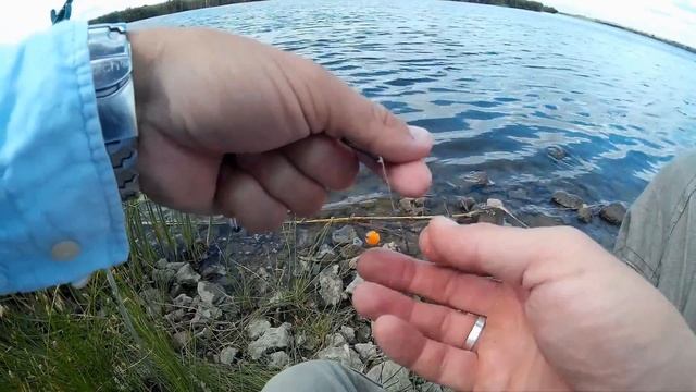 Как получить больше поклёвок карася на макушатник. Рыбалка на макушатник на Ингульце, Новотимофеевк смотреть онлайн