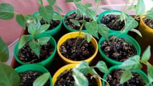 На рассаде перца появились коричневые пятна