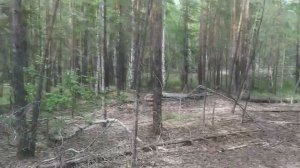 поиск рог лося.находки не перестают удивлять ..