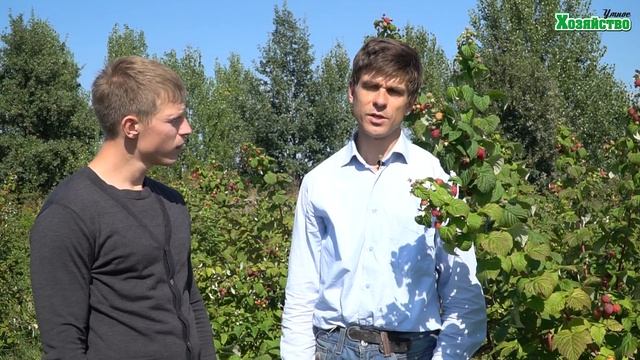 Малина во время плодоношения. Что нужно малине во время плодоношения. смотреть онлайн