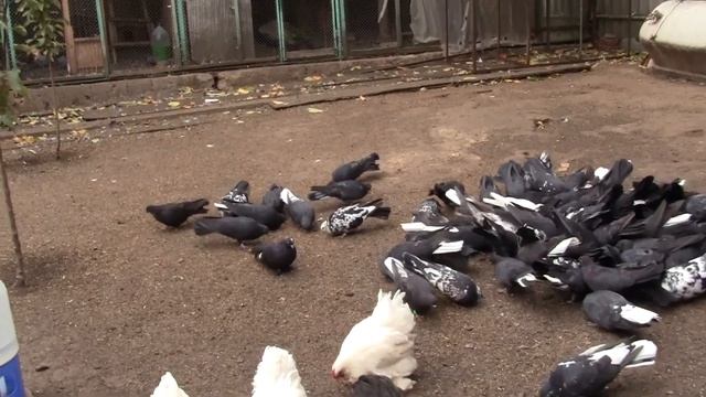 Как правильно спарить голубей чтоб получить качественного голубя.... смотреть онлайн