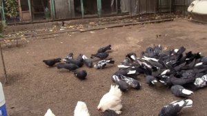 Как правильно спарить голубей чтоб получить качественного голубя....