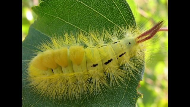 ТОП 10 НАСЕКОМЫХ, похожих на ИНОПЛАНЕТЯН (Познавательное видео для детей с котом Локи) смотреть онлайн