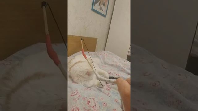 Любимая игрушка Кота-осминог из  натурального меха!!! Как мы играем с котиком Косичкой!!!!????