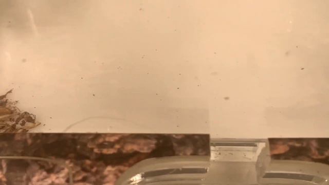 Messor Barbarus обзор новый новостей.