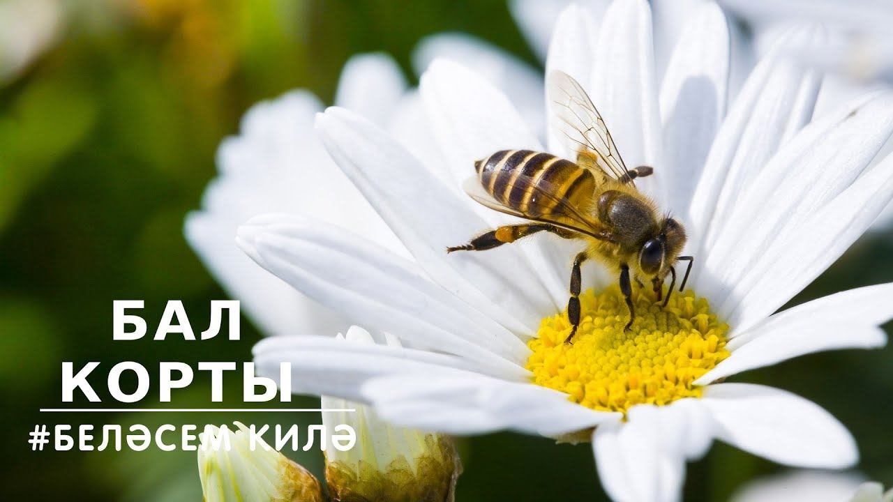 БЕЛӘСЕМ КИЛӘ: бал корты / Пчела / Bee смотреть онлайн