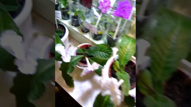 Выставка фиалок смотреть онлайн