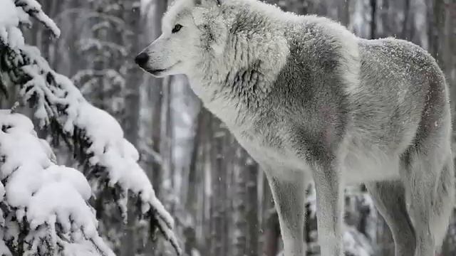 Ahiska Lezginka!! смотреть онлайн