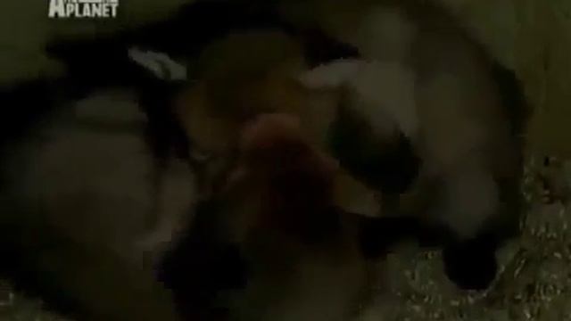 Животный мир, хитрый рыжий лис время охоты. Где живет лиса смотреть онлайн