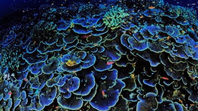 Подводные жители, Марианской впадины ! 2 смотреть онлайн