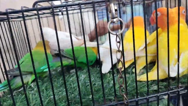 Birds market lalukhet karachi 2022 to korangi birds market 2022 latest price update URDU/HINDI смотреть онлайн