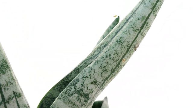 Sansevieria 'Boncellensis'