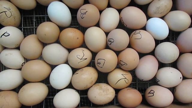 Появление цыплят в хозяйстве... смотреть онлайн