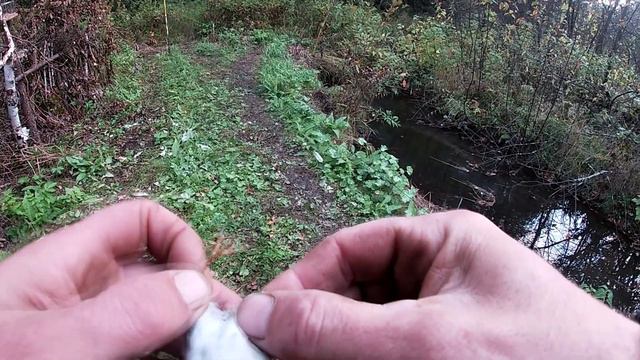 ловля синехвосток Tarsiger cyanurus смотреть онлайн