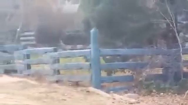 Два оленя борются за самку || FunFailTop 2016 смотреть онлайн