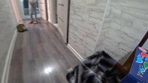 История про кошку Лолу Как она стала мамой