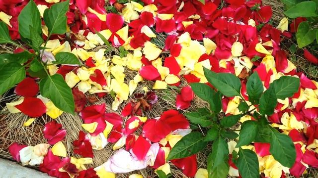 ✿ВЫСОКИЕ УМНЫЕ ГРЯДКИ➽ ✿ℛоманова ДАЧА смотреть онлайн