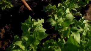 Окучивание картошки самодельным ручным окучивателем /