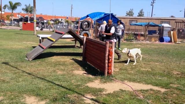 11-month old White Doberman pup Buck, Son of FLASH, with Trainer Latty Cooper смотреть онлайн