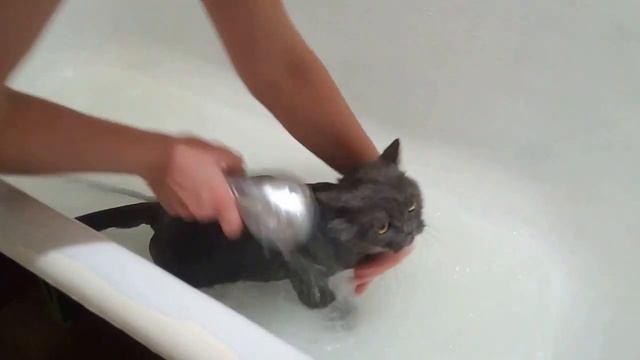 Кошка псих! Моем британскую кошку, очень не хочет, психует. смотреть онлайн