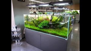 Аквариум.  Свет в аквариуме. Добрые советы новичку.