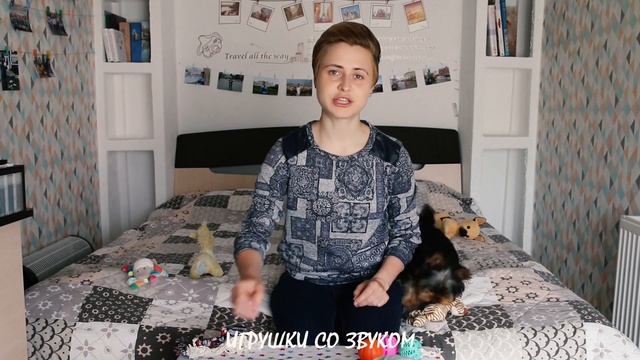 Как выбрать игрушки для йорка: правильные игрушки для собак, какие игрушки купить для щенка в 3 мес смотреть онлайн