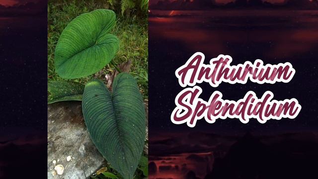 42 Anthurium Varieties with Names 2023 смотреть онлайн