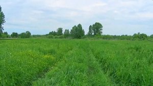 Едем на УРАЛЕ в поисках забытого села ЕЛЕЙ. Место из моего детства | Алтайский край