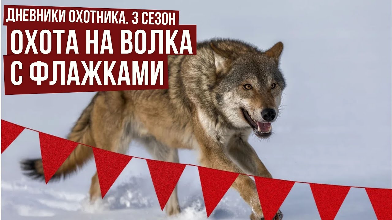 ОХОТА НА ВОЛКА С ФЛАЖКАМИ / Дневники охотника #3 / #8 смотреть онлайн