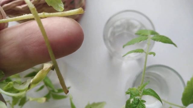 Обрезка, Укоренение?Рассады Томатов?Сладкого перца?️Можно ли Так Спасти от Чёрной Ножки. смотреть онлайн