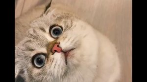 Вставка Твоя моя не понимать @misalelik