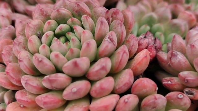 多肉植物资料57-红宝石 Sedeveria pink ruby смотреть онлайн