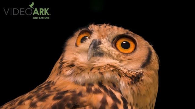 A desert eagle owl (Bubo ascalaphus desertorum) at Dubai Safari Park in Dubai, UAE. смотреть онлайн