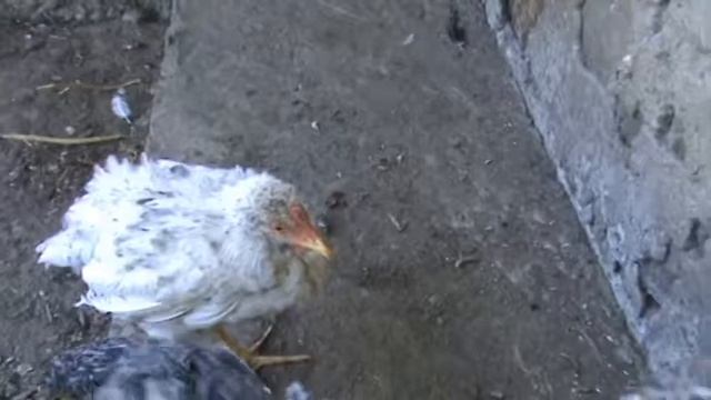 У цыплят начинается эпидемия (( смотреть онлайн