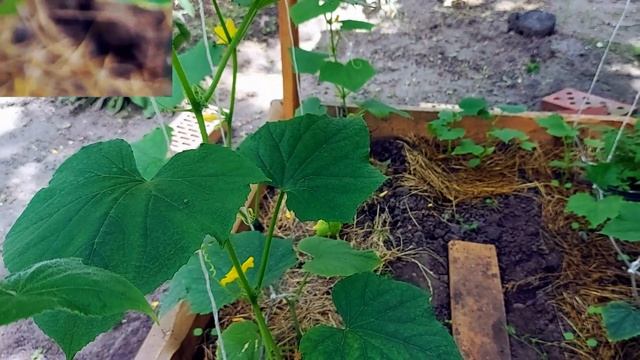 Доступное средство от грибковых болезней огурцов. Есть в каждой аптечке! смотреть онлайн