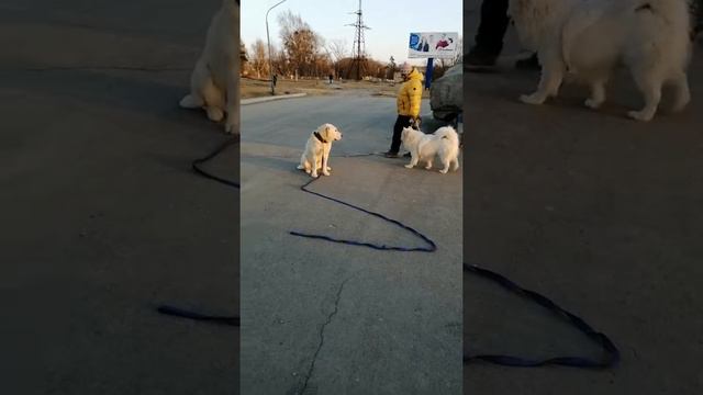 Дрессировка среднеазиатской овчарки. Влада Восходящая Звезда из Гарема Белых Див смотреть онлайн