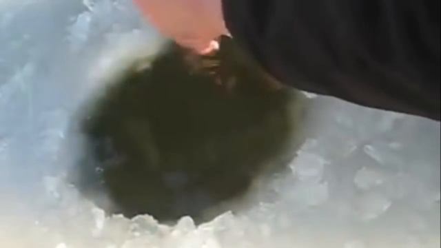 ЗИМНЯЯ РЫБАЛКА, ПОДЛЕДНАЯ РЫБАЛКА НА ОСЕТРА / FISHING FOR STURGEON смотреть онлайн