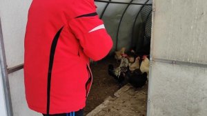 Купили петуха Лакеданзи
