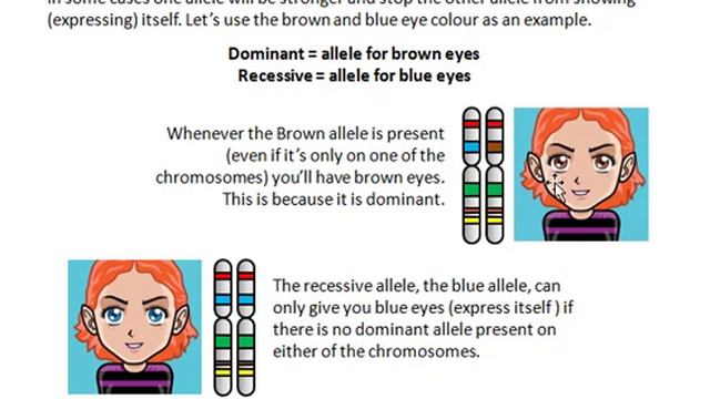 Dominant and Recessive traits смотреть онлайн