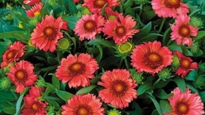 Гайлардия многолетняя: посадка и уход