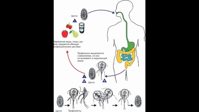 Лямблия. Морфология, цикл, пути заражения, диагностика и меры профилактики. Экзамен по Биологии