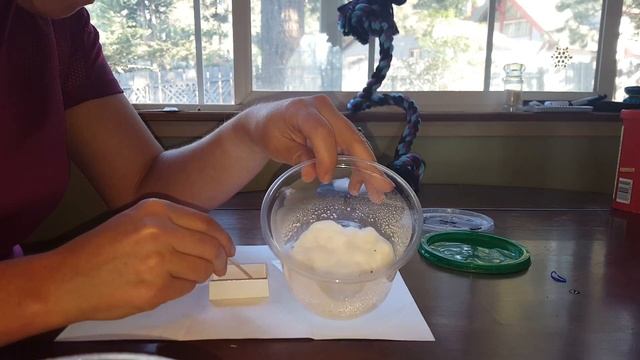 Growing Living rock and Cacti from seeds. смотреть онлайн